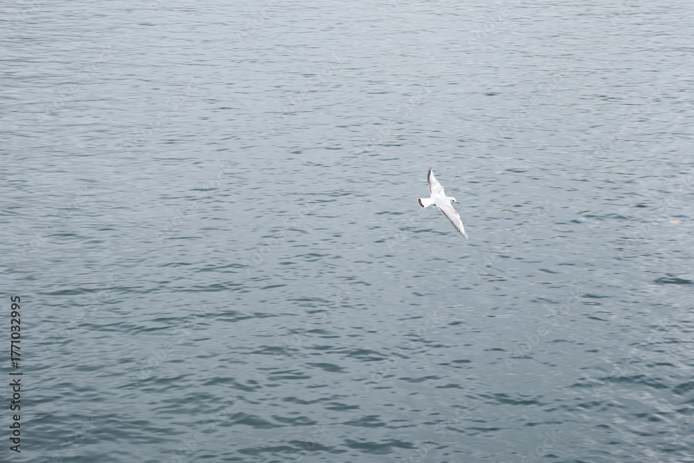 Fototapeta premium A white bird flying over the ocean