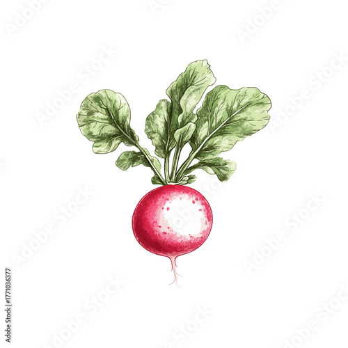 radish hand drawn vector illustration