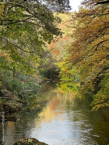 autumn in the forest
