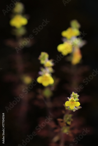 Phtheirospermum Parishii  , low bushes on exposed ridge of limestone. Corolla yellow, sparsely glandular-pilose outside. upper lip broadly ovate, flower lip spreading 3-lobed.
Umphang ,Tak ,THAILAND
