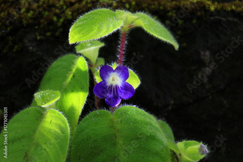 Microchirita Rupestris (yat muang) , Herb 70 cm high on limestone in mixed-deciduous forest. Flower violet with white line. Umphang ,Tak ,THAILAND	
