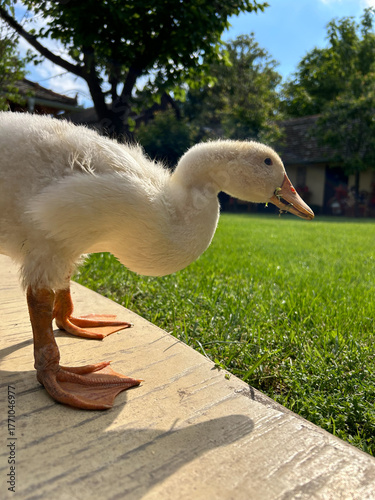 Bilde på lerret Young white duckling with orange webbed feet pecks at the grass on a sunny day in a peaceful backyard, surrounded by lush greenery and warm light