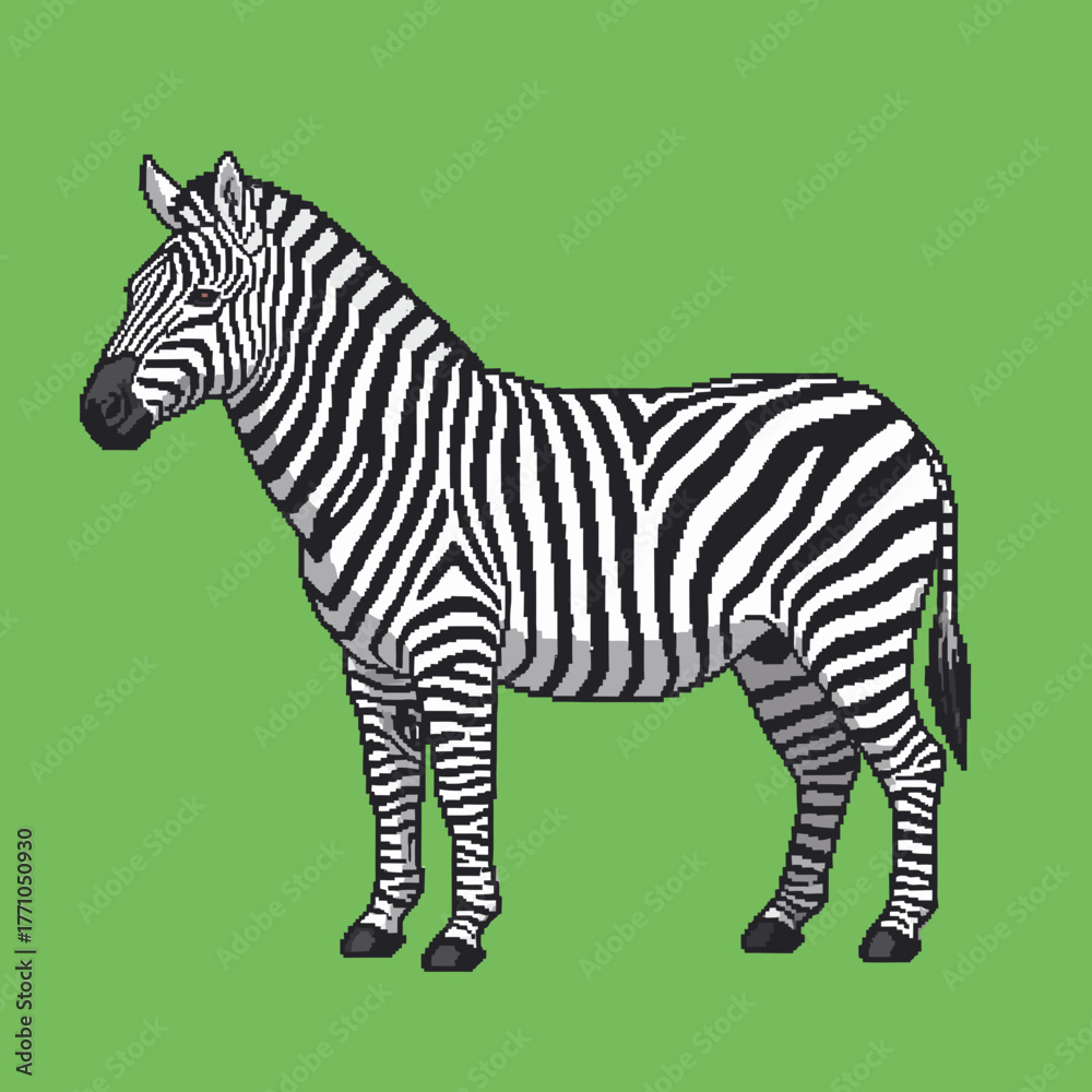 Obraz premium Side profile of a standing zebra with classic black and white stripes on a solid green background.