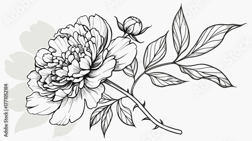 Elegant Black and White Peony Line Art Illustration