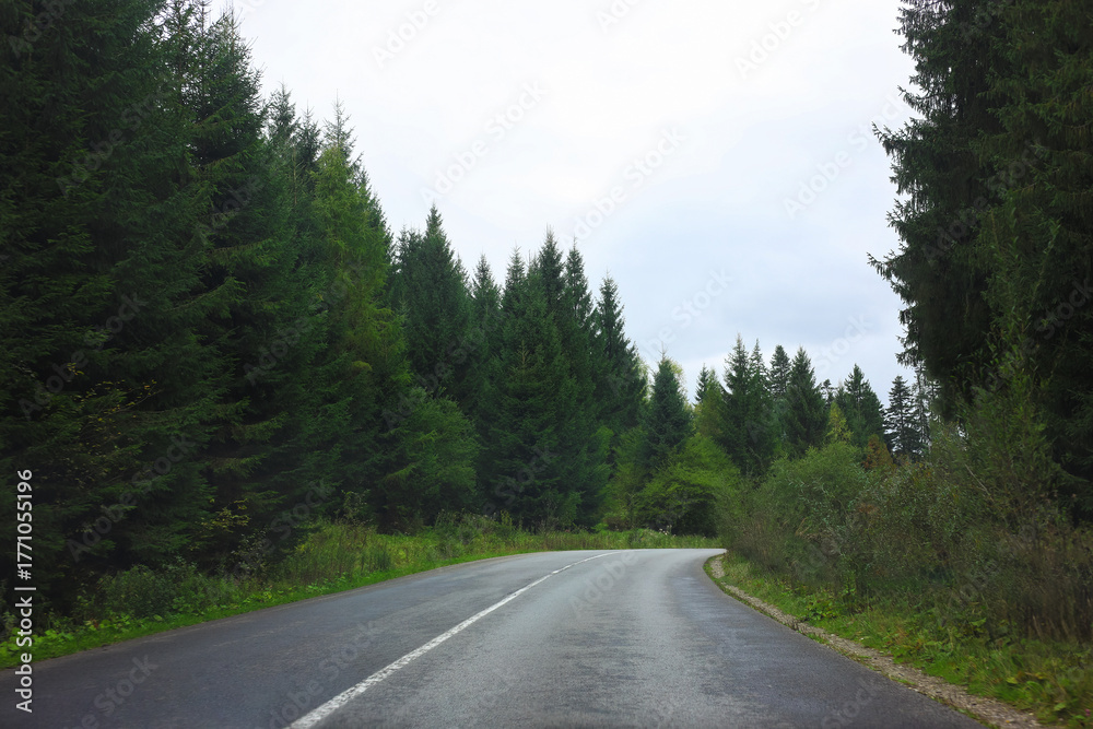 Naklejka premium Beautiful view of green trees and asphalt road