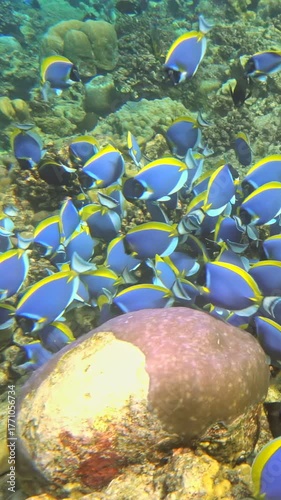 Immerse in the oceans beauty with this slowmotion video of vibrant tropical fish swimming among colorful coral reefs, highlighting the incredible diversity of marine life in these unique ecosystems