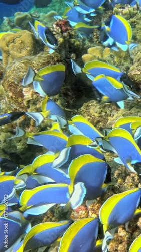 Immerse in serene beauty of colorful fish gliding through stunning coral reefs in slow motion showcasing natures magnificent underwater canvas and inviting you to experience itswonders and tranquility