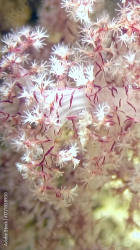 Delve into intricate details of thriving colony of red tree soft corals, showcasing their vivid colors and unique structures in warm waters of Red Sea. Mesmerizing underwater experience awaits.