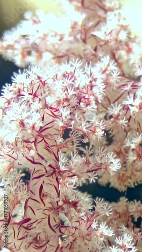 Experience captivating close-up of vibrant colony of red tree soft corals swaying gently in serene waters of Red Sea, showcasing intricate details and colors of this underwater paradise.