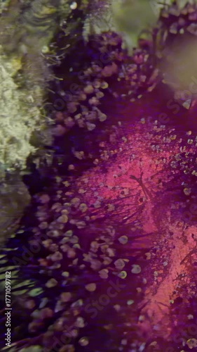 A vibrant, purplish-red coral formation, teeming with small anemones, sways gently underwater near a reef in the Red Sea during daylight hours. It is a beautiful, mysterious underwater world.