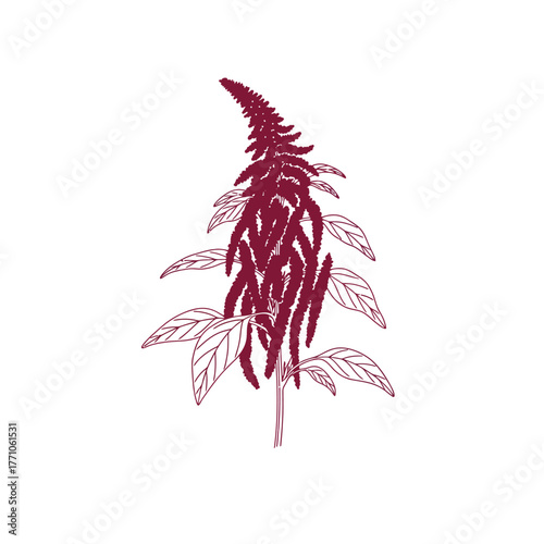 Elegant botanical line drawing of a red amaranth plant in full bloom. Vector illustration of a flowering Amaranthus species