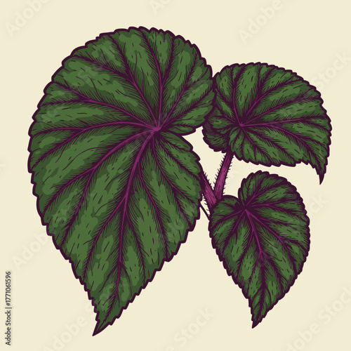 Detailed line art illustration of a vibrant Rex Begonia plant showcasing its intricate green and purple foliage
