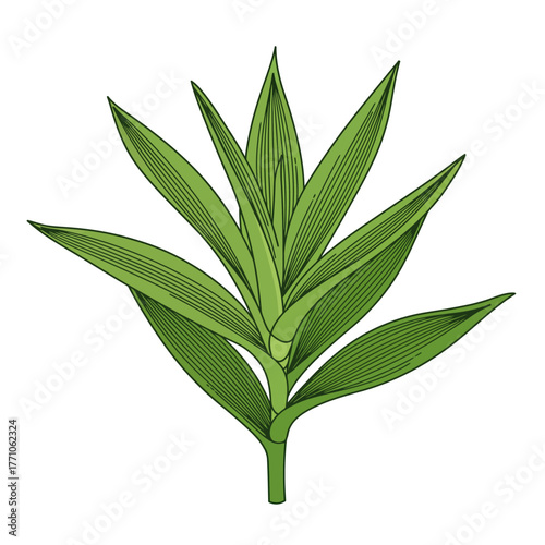 A detailed vector line art illustration of a Dracaena plant stem. Botanical drawing showcasing green foliage and leaves with a clean, flat stroke design