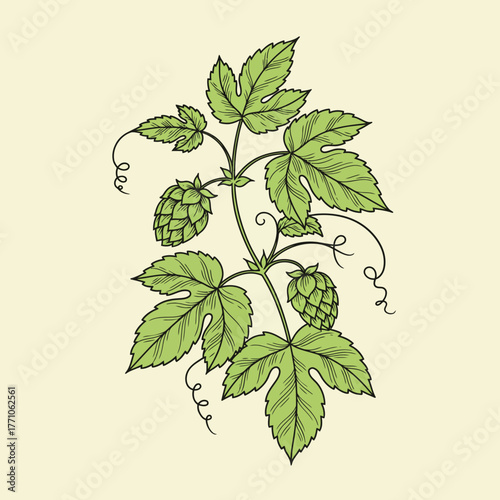 Elegant line art vector illustration of a fresh hops vine, showcasing detailed green leaves and cones for brewing, isolated botanical drawing