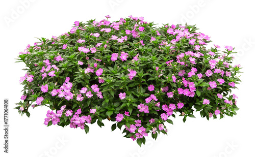Tropical plant pink flower bush tree isolated on white background with clipping path.	
