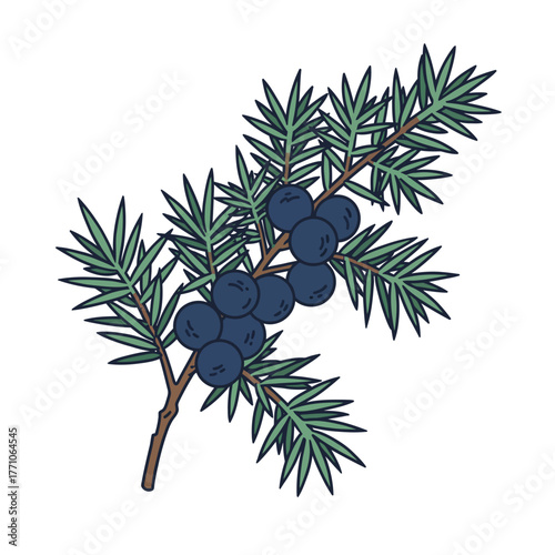 Detailed botanical illustration of a fresh juniper sprig with dark berries. An isolated vector graphic with an outline style for natural and herbal concepts