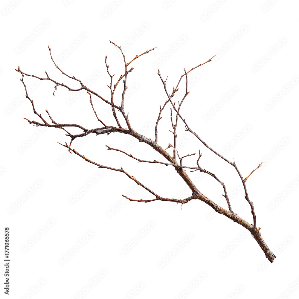 Fototapeta premium dead tree isolated on white