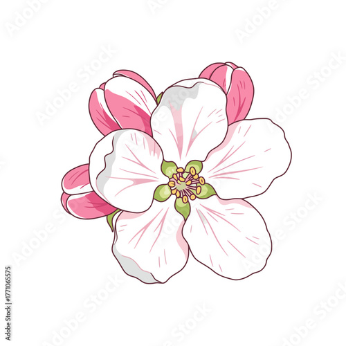 A beautiful hand-drawn vector outline of a single blooming spring flower with delicate pink and white petals and unopened buds, isolated