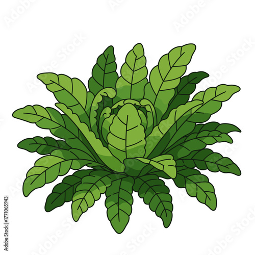 A clean vector illustration of a lush green leafy houseplant, an exotic tropical fern with a rosette shape, isolated on a white background