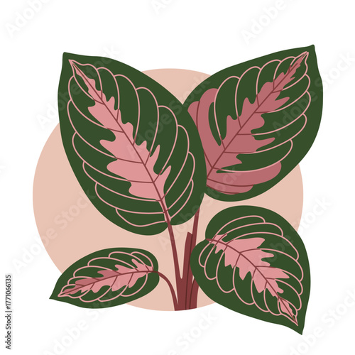Detailed vector illustration of a Maranta prayer plant with pink variegated leaves, an isolated botanical graphic on a simple background