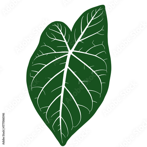 A detailed vector illustration of a single, lush green tropical leaf from an Alocasia plant, featuring its distinct and intricate white veins