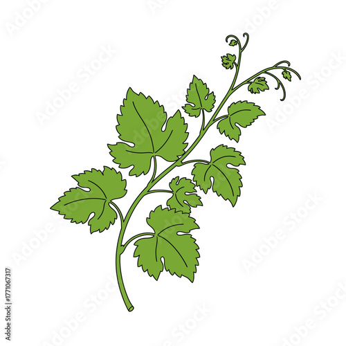 A clean and simple vector illustration of a green grape vine branch with detailed leaves and curling tendrils isolated on a white background