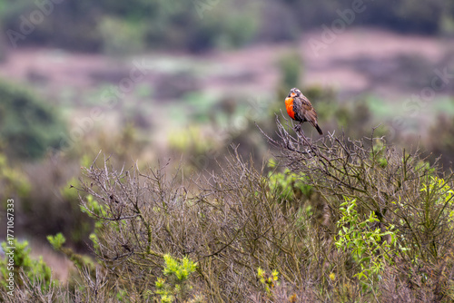Male Long-tailed meadowlark on a branch (Leistes loyca)