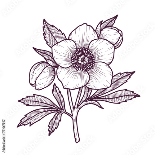 Vintage botanical vector illustration of a blooming Hellebore flower, detailed hand-drawn sketch of a Christmas rose branch with leaves and buds