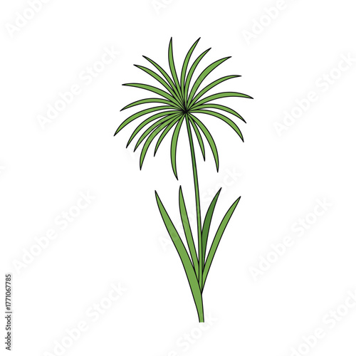 Vector illustration of a green papyrus plant with a clean outline, isolated on a white background. Botanical graphic of an aquatic sedge