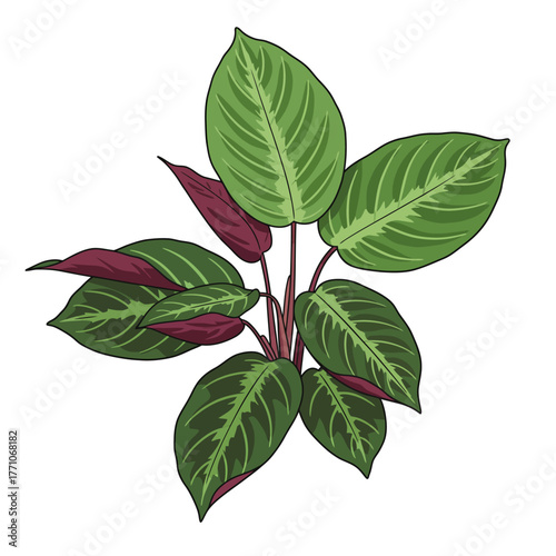 A detailed vector illustration of a Maranta prayer plant showcasing its vibrant green and red patterned leaves, isolated on a white background
