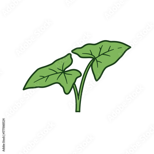 Minimalist vector illustration of a young taro plant with two large leaves. Clean and simple botanical graphic with an outline, isolated on white