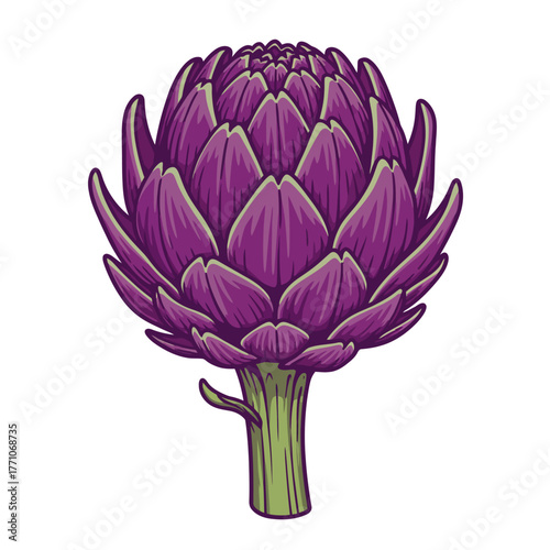 Clean vector illustration of a purple artichoke flower bud. Detailed botanical drawing of a fresh vegetable isolated on a white background
