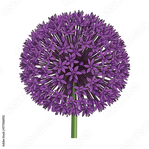 Beautiful blooming purple allium flower, a detailed botanical vector graphic isolated on a white background
