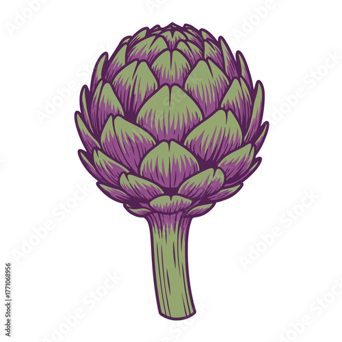 A detailed vector illustration of a single fresh artichoke in a vintage, hand-drawn style, isolated on a clean white background