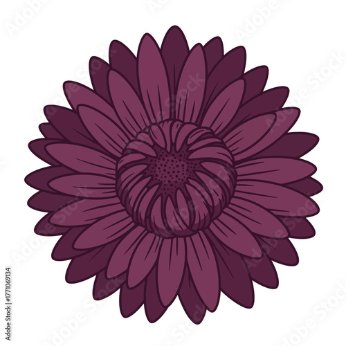 A detailed vector illustration of a blooming purple aster flower shown from a top-down view. This clean botanical art features a distinct outline and is isolated