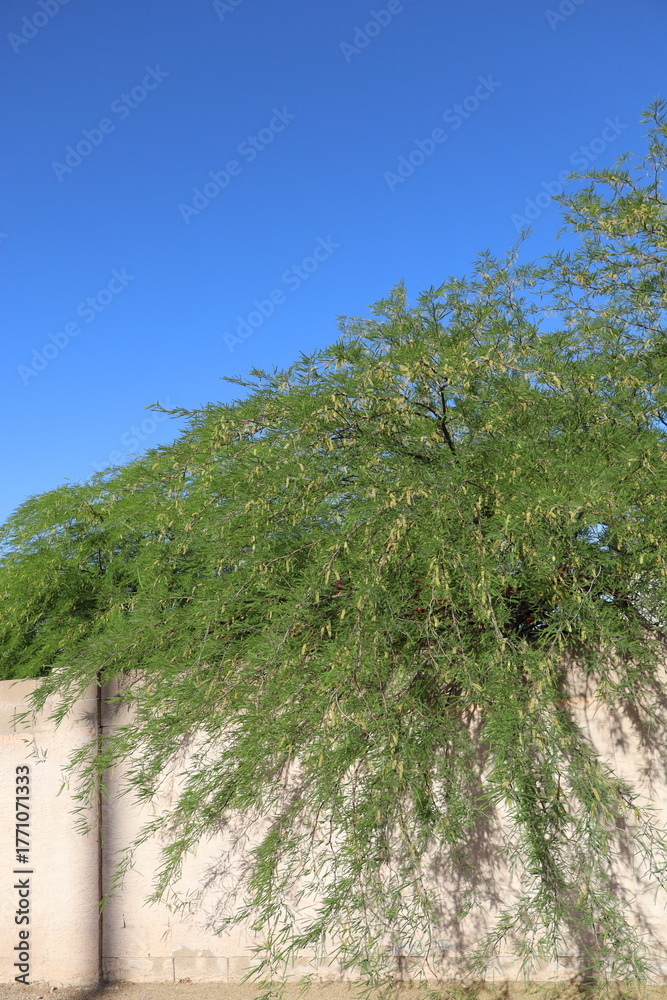 Fototapeta premium Stucco Fence Blooming with yellow-green catkins velvet mesquite tree, Prosopis velutina, wide-spreading canopy over a typical southwestern stucco fence, Phoenix, Arizona
