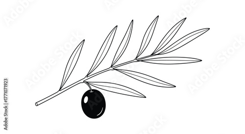 Simple black and white line art illustration of a fresh olive branch with several elongated leaves and a single ripe black olive.