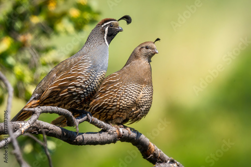 A shallow focus shot of adorable chubby California quail bird on the ground on a rainy day