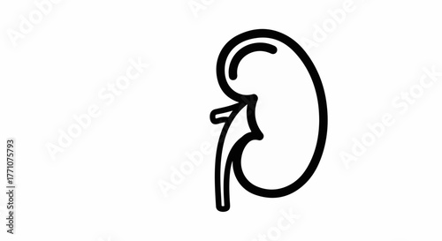 Clean outline illustration of a human kidney on a white background.