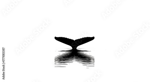 Silhouette of a whale tail emerging from the water with a reflection in a minimalist black and white image
