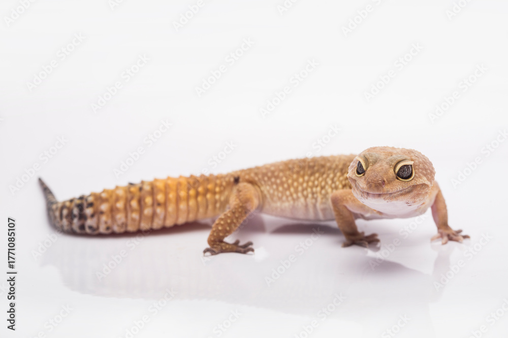 Naklejka premium Leopard gecko lizard isolated on white background, animal closeup