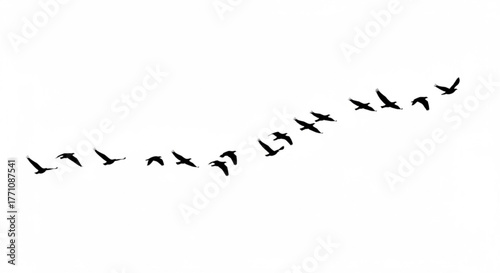 Silhouette of a flock of birds in flight against a bright white background in a diagonal line pattern