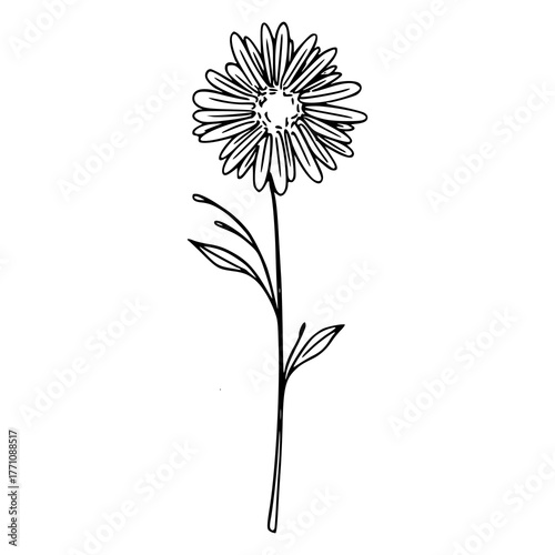 tall stem flower line art vector illustration
