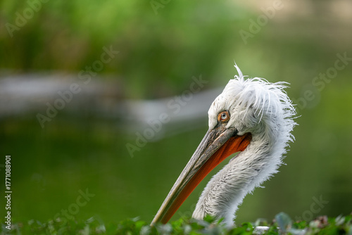 pelican close up, green background