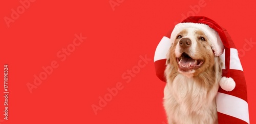Cute Australian Shepherd do...