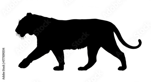 Silhouette of a black panther walking with its tail curled up on a white background in a simple style