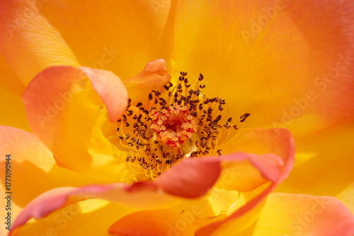 red and yellow rose