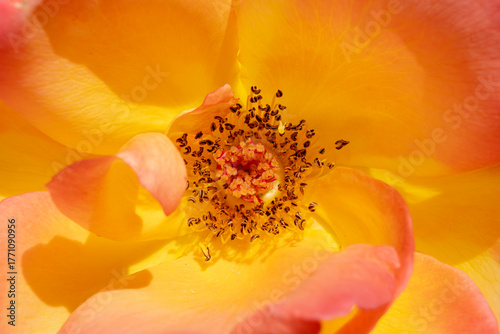 red and yellow rose