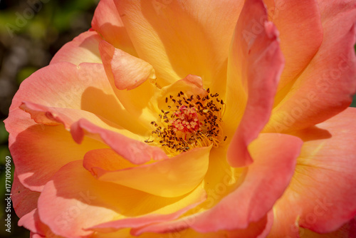 red and yellow rose
