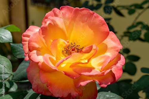red and yellow rose